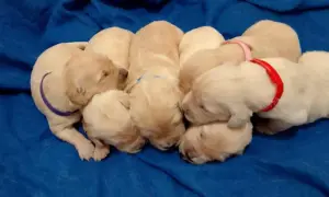 Szczenięta golden retriever na sprzedaż w Île-de-France - sprawdź oferty