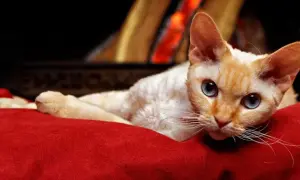 Sierść Devon Rex: niezwykłe cechy, pielęgnacja i hipoalergiczność