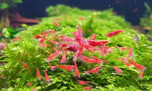 Jak rozmnażają się krewetki red cherry - sekrety udanej hodowli