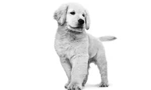 Golden retriever do kiedy rośnie? Odkryj etapy wzrostu psa