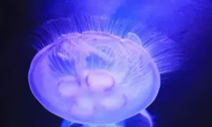 Jak się rozmnażają meduzy? Zaskakujące fakty o ich cyklu życia