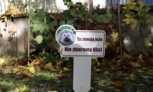 Gdzie zimują jeże? Jak im pomóc przetrwać zimę?