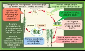 Jak rozmnażają się mchy? Odkryj fascynujące metody ich życia