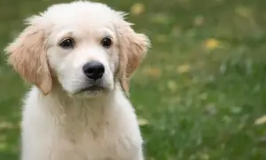 Ile karmy dla golden retrievera? Odpowiednie dawki na każdy wiek