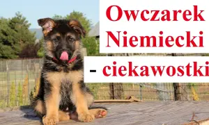 Ile śpi owczarek niemiecki? Odkryj zaskakujące fakty o ich snach