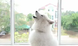 Dlaczego husky wyje? Odkryj powody ich niezwykłego zachowania