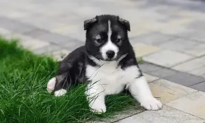 Ile kosztuje szczeniak husky? Poznaj ceny i ukryte wydatki