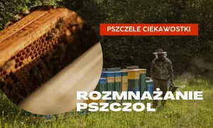 Jak pszczoły się rozmnażają? Odkryj fascynujące metody ich rozmnażania