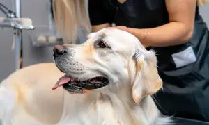 Jak tresować golden retrievera, aby uniknąć problemów behawioralnych