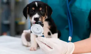 Czy weterynarz to doktor? Prawda o tytule i kwalifikacjach weterynaryjnych