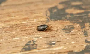 Jak rozmnażają się pluskwy - zaskakujące fakty o ich cyklu życia