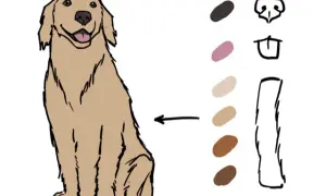 Jak narysować golden retrievera - proste kroki do udanego rysunku