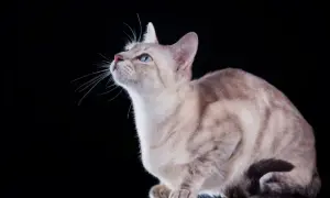 Kocięta tonkijskie - wszystko, co musisz wiedzieć przed zakupem