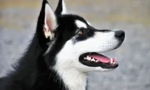 Jaka karma dla husky? Odkryj, co zapewni zdrowie i energię