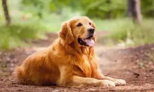 Ile szczeniaków rodzi golden retriever? Oto zaskakujące fakty!