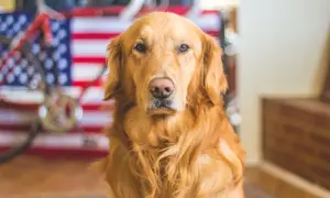 Ile żyje labrador golden retriever? Odkryj, co wpływa na ich długość życia