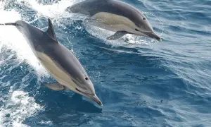 Jak rozmnażają się delfiny? Zaskakujące fakty o ich cyklu życia