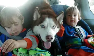 Czy husky jest dobry dla dzieci? Ważne informacje o bezpieczeństwie i wychowaniu