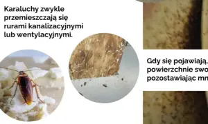Jak karaluchy się rozmnażają? Zaskakujące fakty o ich cyklu życia