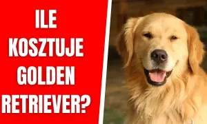 Ile kosztuje golden retriever z hodowli? Sprawdź ceny i czynniki wpływające na wybór