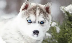 Ile dziennie je husky? Odkryj idealną dawkę karmy dla psa