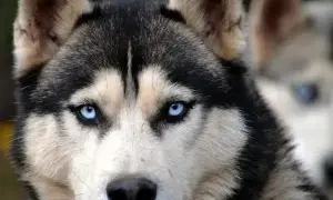 Ile kosztuje husky z rodowodem? Sprawdź, co wpływa na cenę