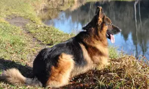 Owczarek niemiecki czy golden retriever – który pies lepiej pasuje do Ciebie?