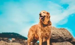 Czy golden retriever może mieszkać na dworze? Zrozum potrzeby psa