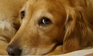 Zbliżenie na pysk golden retrievera leżącego na kocu.