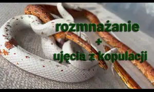 Jak węże się rozmnażają? Szokujące fakty o ich rozmnażaniu