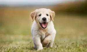 Ile lat żyje golden retriever? Odkryj, co wpływa na ich długość życia
