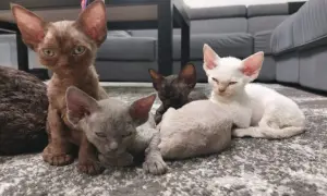 Rasa Devon Rex - niezwykłe cechy, historia i pielęgnacja kotów