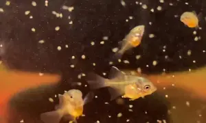Jak rozmnażają się skalary? Odkryj tajniki ich tarła i opieki