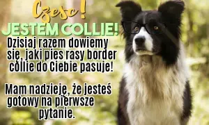 Border collie czy golden retriever – który pies lepiej pasuje do Ciebie?