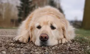Jak umiera golden retriever - najczęstsze przyczyny i objawy śmierci