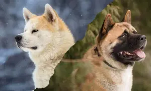 Akita czy Shiba: Która rasa lepiej pasuje do twojego stylu życia?