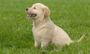 Czy golden retriever lubi dzieci? Poznaj prawdę o ich zachowaniu
