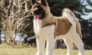 Co lubi jeść akita? Odkryj ulubione smaki i zdrową dietę dla psa