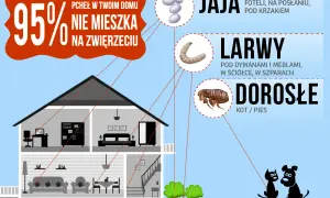Jak rozmnażają się pchły? Zaskakujące fakty o ich cyklu życia