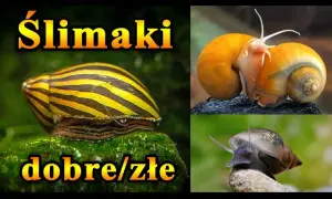 Jak rozmnażają się ślimaki w akwarium - uniknij problemów z populacją