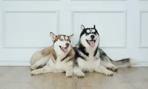 Husky ile km dziennie? Poznaj potrzeby swojego psa i uniknij problemów