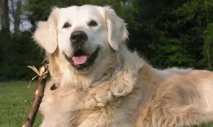 Jak wychować golden retrievera: skuteczne metody i porady na sukces