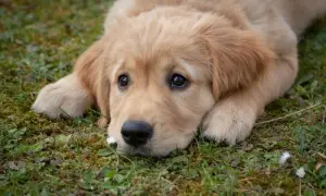 Ile karmy dla szczeniaka golden retriever? Sprawdź, jak nie przesadzić
