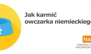 Ile razy karmić szczeniaka owczarka niemieckiego, aby uniknąć problemów zdrowotnych?
