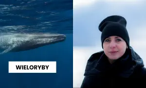 Jak rozmnażają się wieloryby? Fascynujące fakty o ich życiu i młodych