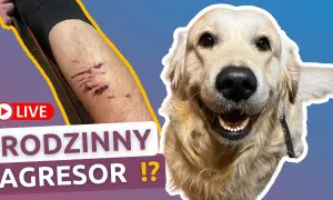 Czy golden retriever niszczy? Oto powody i jak temu zapobiec