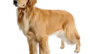 Czy golden retriever ma włosy czy sierść? Odkryj prawdę o jego futrze