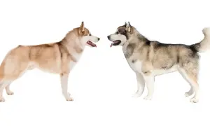 Jak odróżnić husky od malamuta: kluczowe różnice i cechy
