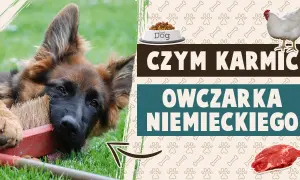 Ile powinien jeść 4 miesięczny owczarek niemiecki, aby zdrowo rosnąć?