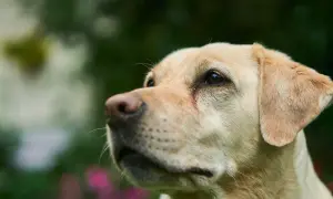 Labrador czy owczarek niemiecki – który pies lepiej pasuje do Ciebie?